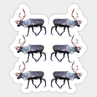 Santa Claus Reindeer Sticker